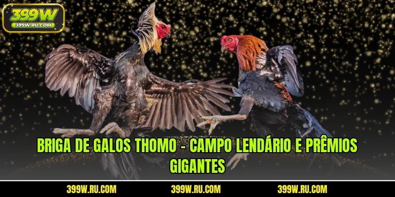 Briga De Galos Thomo