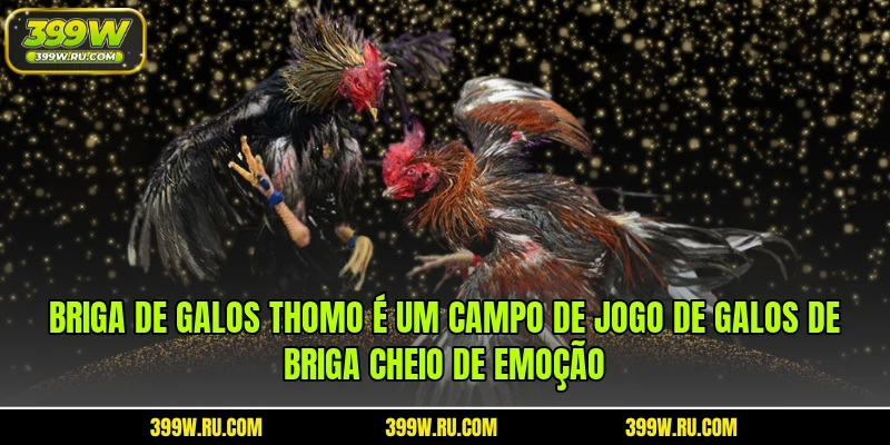 Briga de galos Thomo é um campo de jogo de galos de briga cheio de emoção