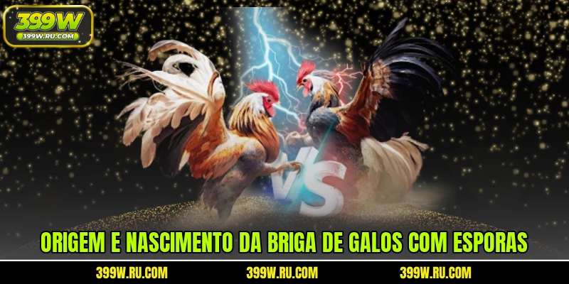Origem e nascimento da briga de galos com esporas
